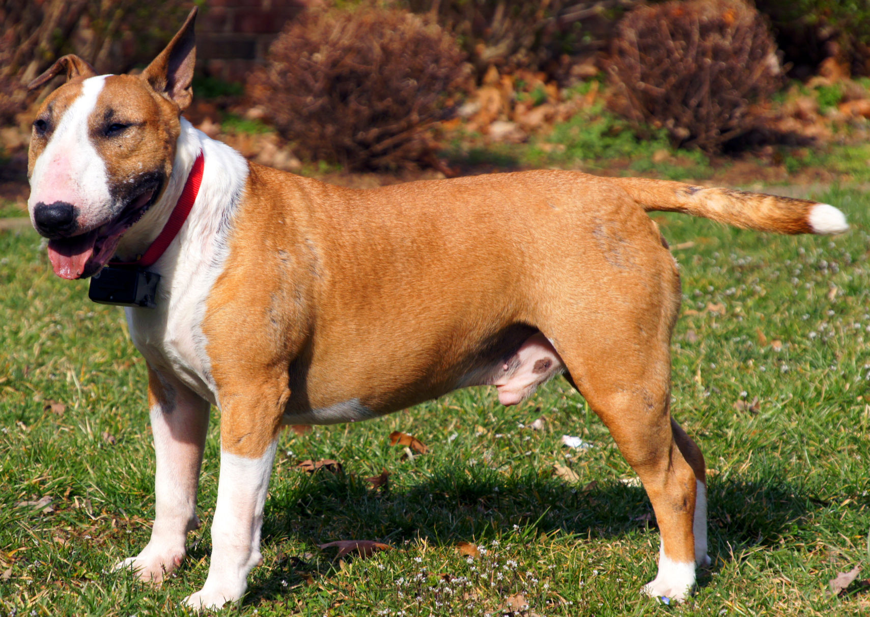 Bull terrier